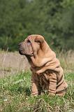 SHAR-PEI 820